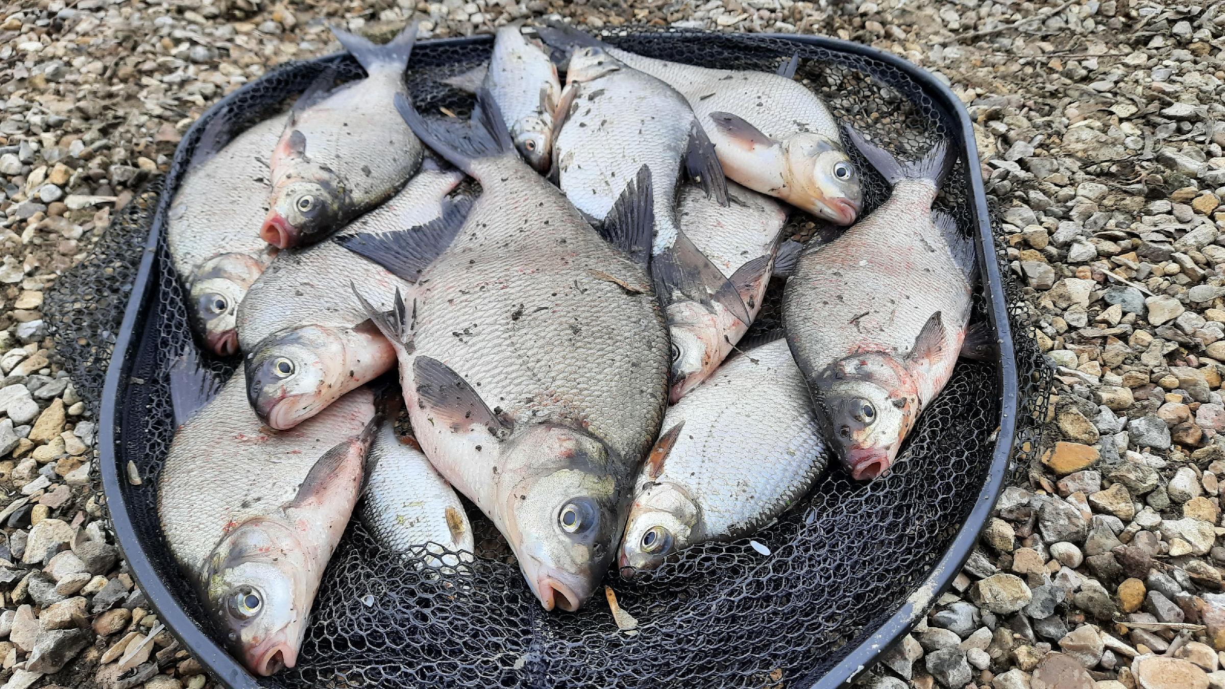 Лещ в реке. Рыбалка летом. Ловля леща в апреле на реке. Подлещик. Ловля леща в апреле на реке.