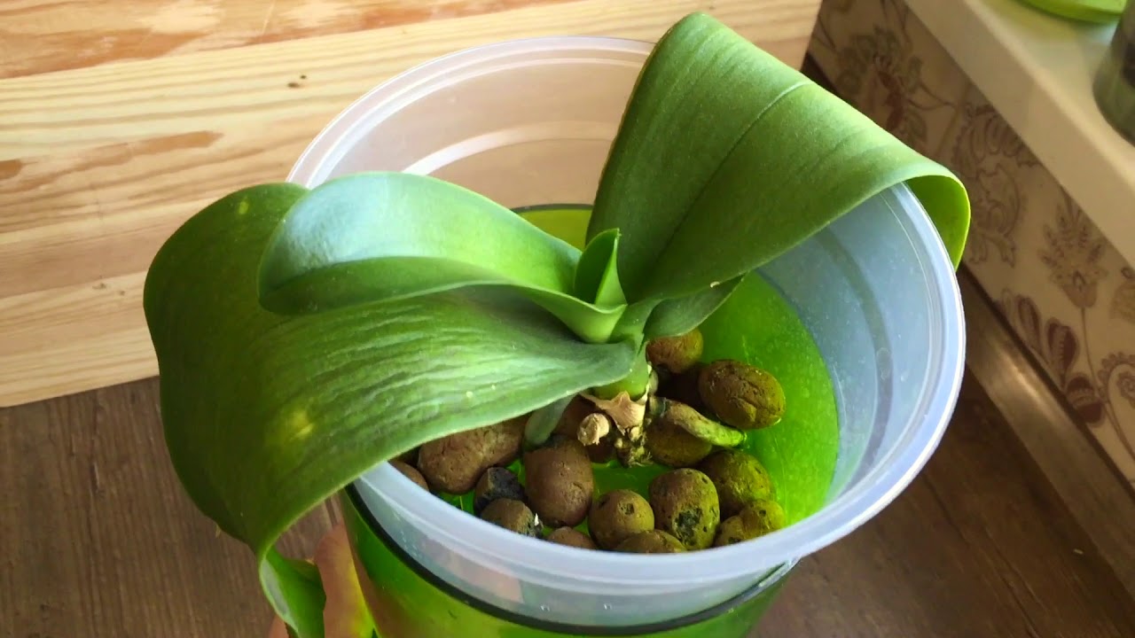 Реанимация орхидеи катасетум. Фаленопсис юкка орхидея. Орхидея фаленопсис реанимация. Как нарастить листья у орхидеи. Орхидея фаленопсис корни.