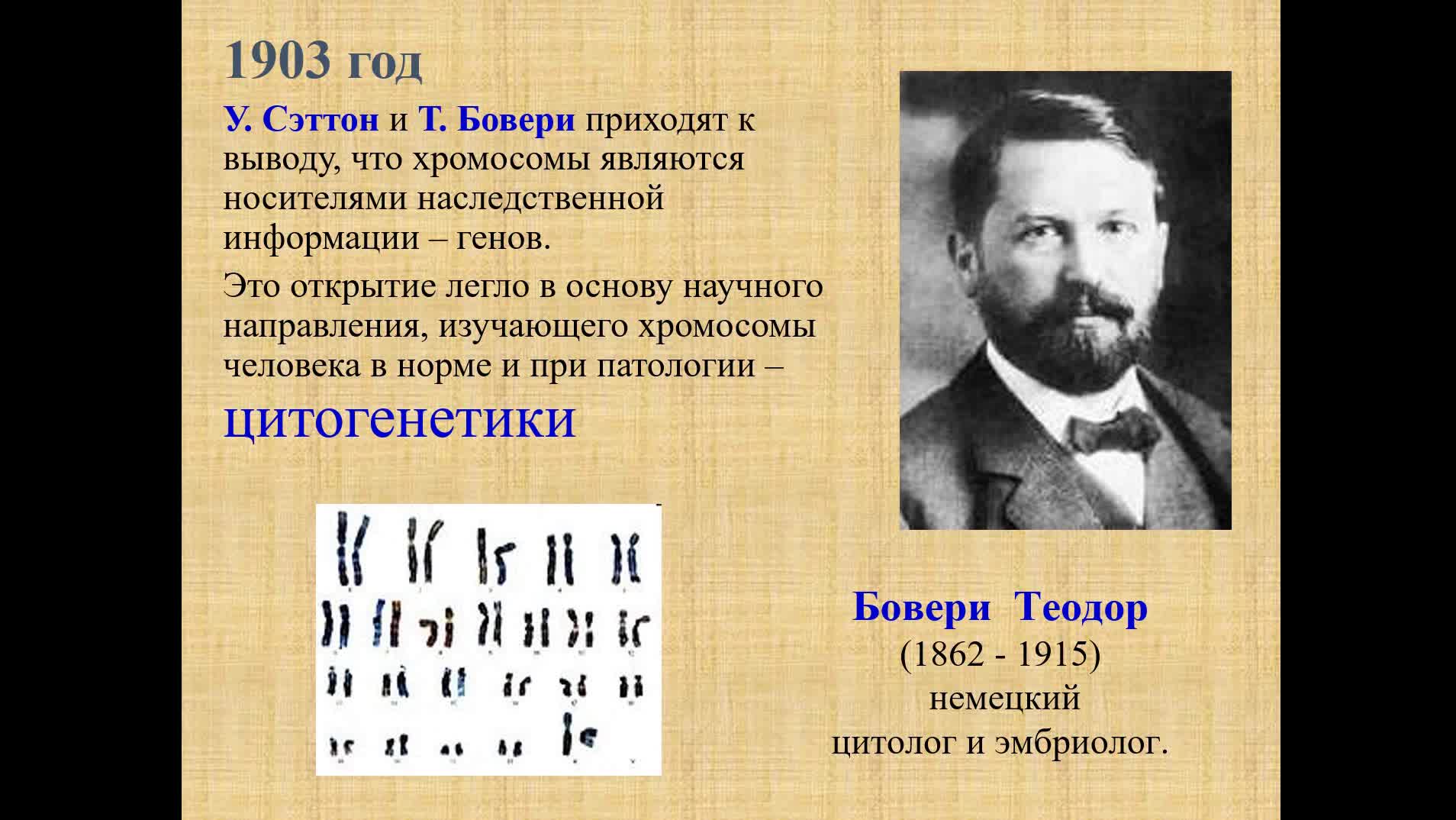 Первые описания хромосом. Открытие хромосом. Открыл хромосомы. Кто открыл хромосомы.