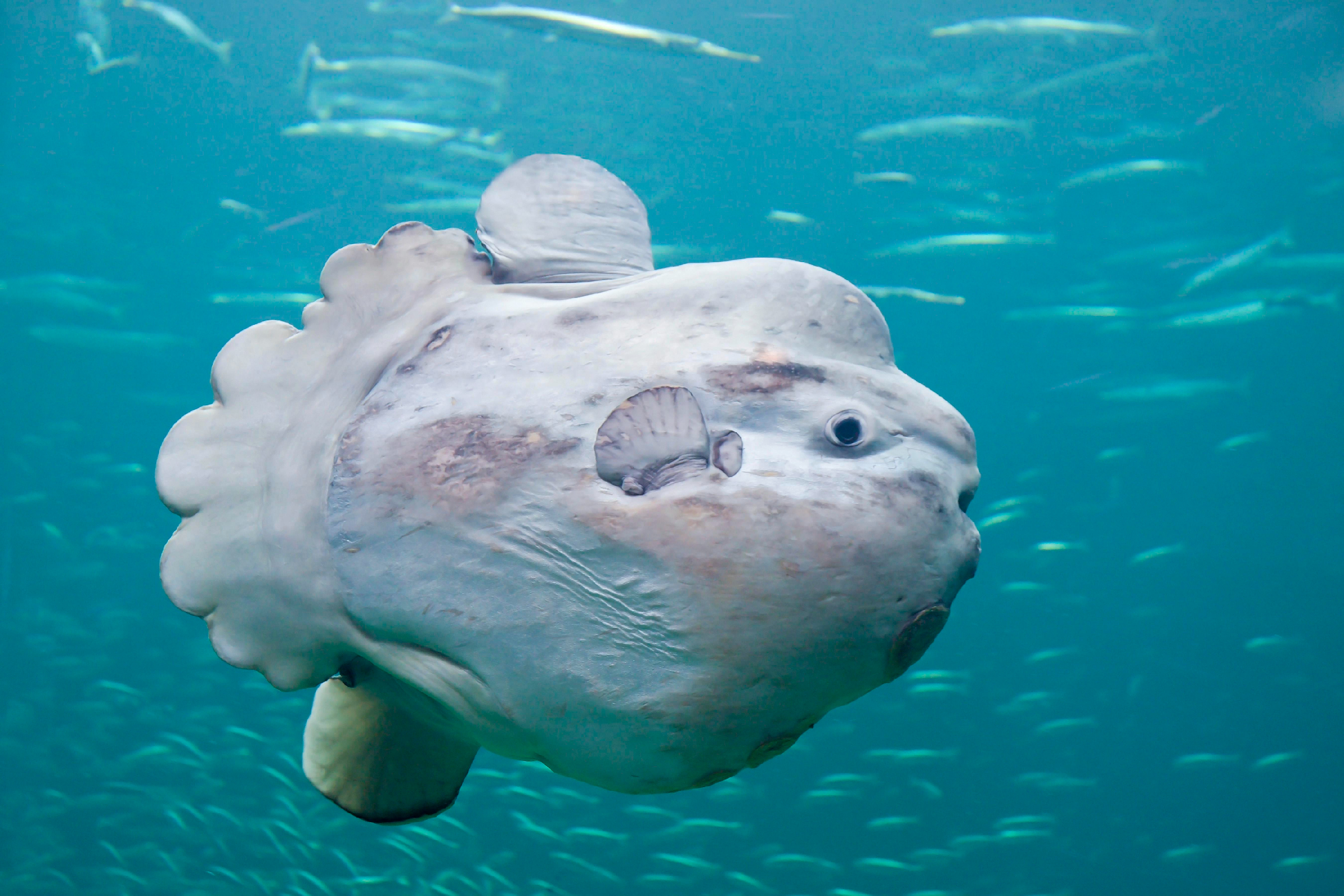 Обыкновенная Луна-рыба Mola Mola. Рыба солнце. Гигантская рыба Луна. Мола мола самая большая рыба.