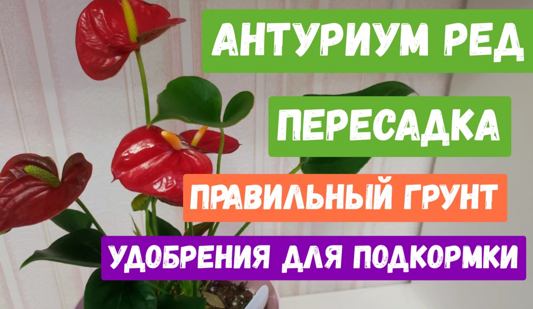 Антуриум удобрение для цветения