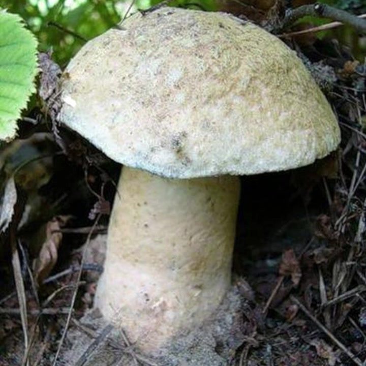 Гриб синяк. Гиропорус синеющий (Gyroporus cyanescens). Гриб синяк Гиропорус. Гриб Гиропорус синеющий. Гиропорус синеющий, синяк.