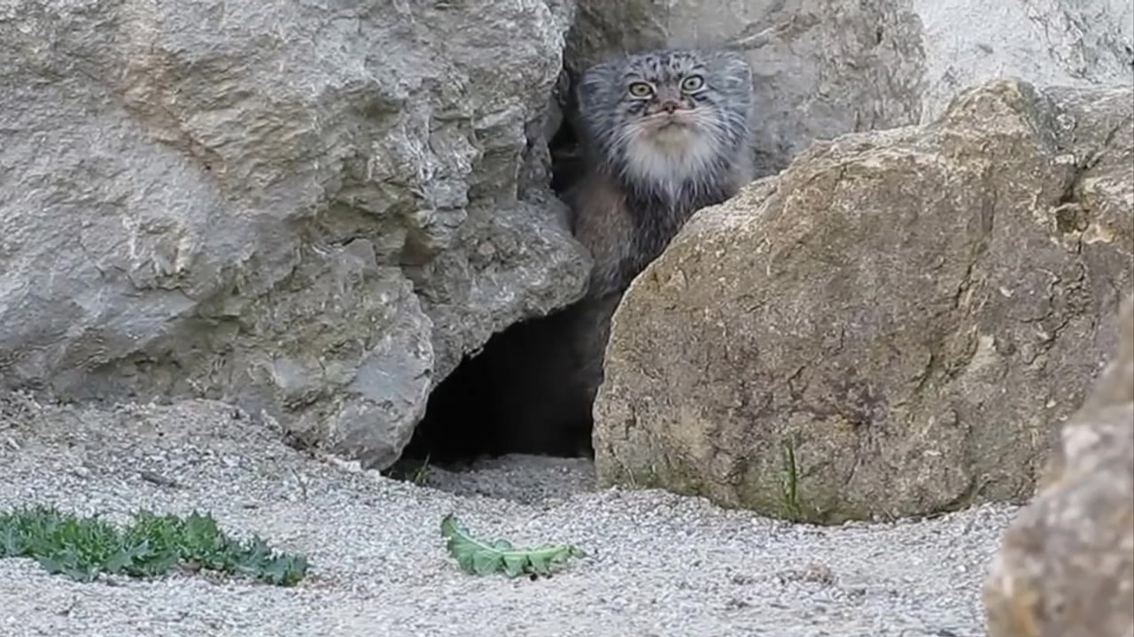 Включи кота пещеру. Кот в пещере. Манул фото. Кот в норе. Кот выползает из пещеры.