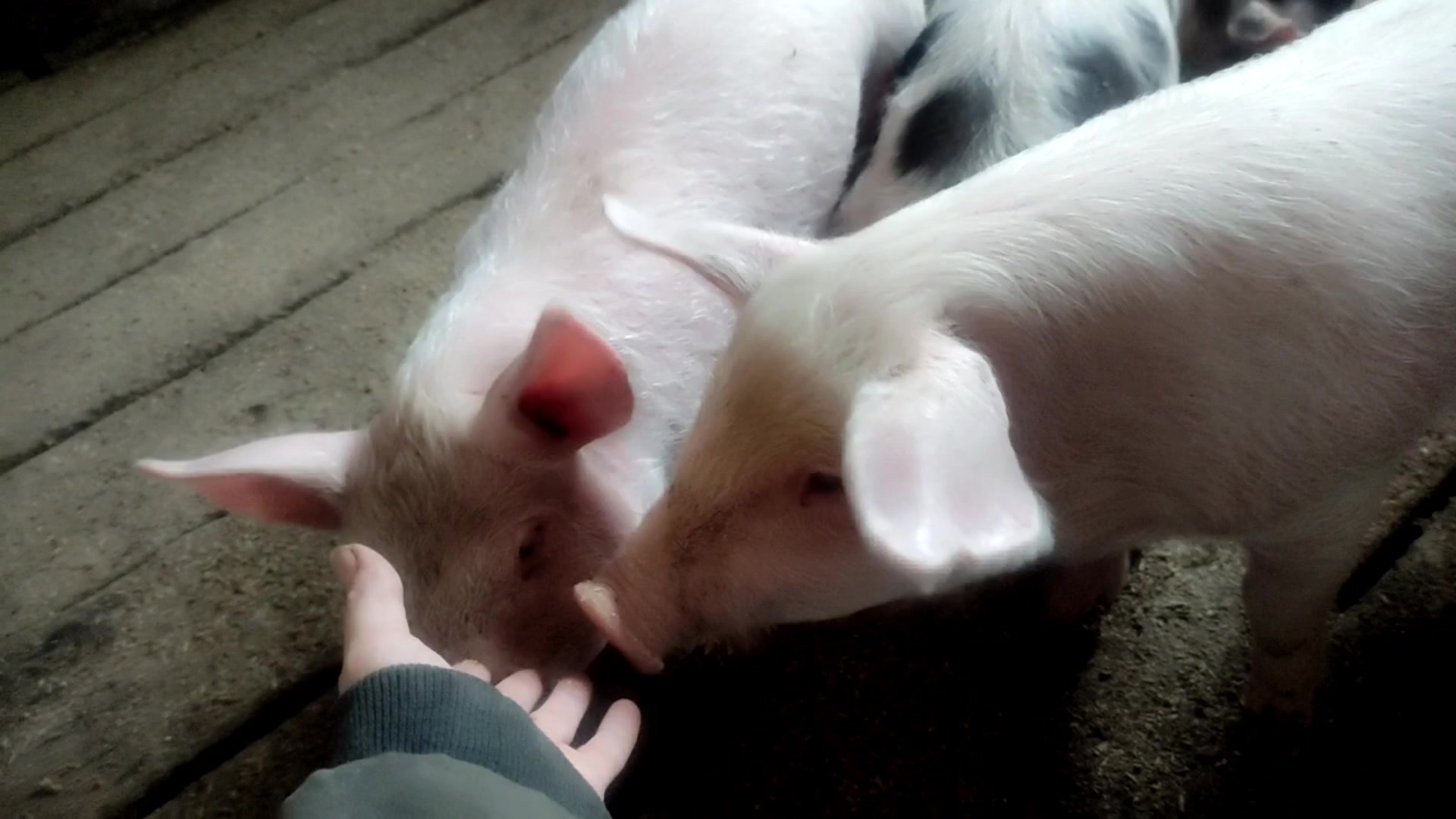 свиньи умные животные. поросенок не может есть. стихотворение про поросенка. голые поросята. свинья.