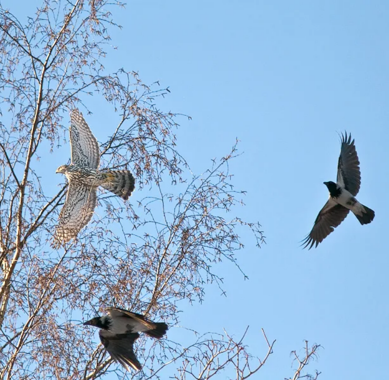 Орёл и ворон из капитанской дочки. Ястреб-тетеревятник вороны. Сова в полете фэнтези. Ворон и чайка. Ястреб-тетеревятник вороны.