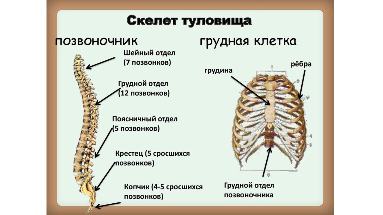 Строение скелета грудного отдела
