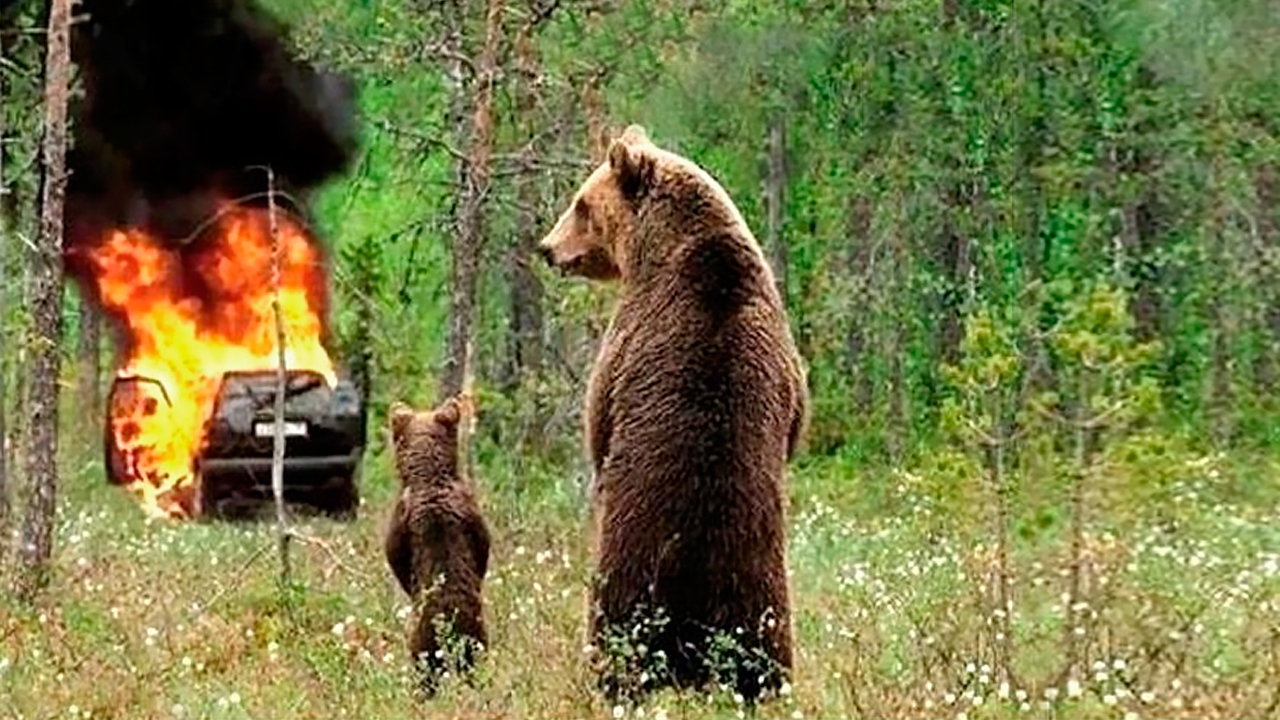 Идет медведь видит машина горит. Медведь сел в машину и сгорел Мем. Медведь в огне. Медведь прикол. Медведь в лесу прикол.