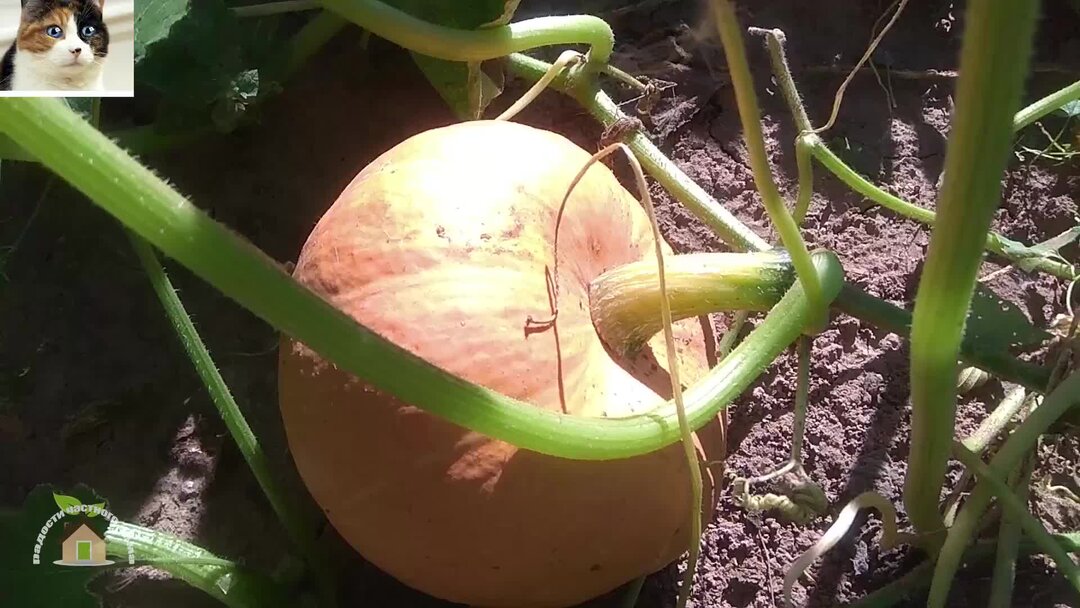 Когда нужно снимать тыкву с грядки. Вырастить тыкву. Тыква мускатная твердокорая. Скатчик для сбора урожая тыквы. Когда нужно снимать тыкву с грядки.