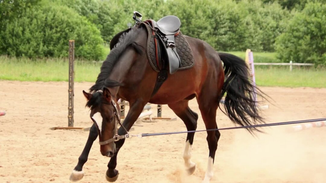 Horses horses when. Заездка лошади. Заездка молодой лошади. Лошадь на корде. Заездка жеребца.