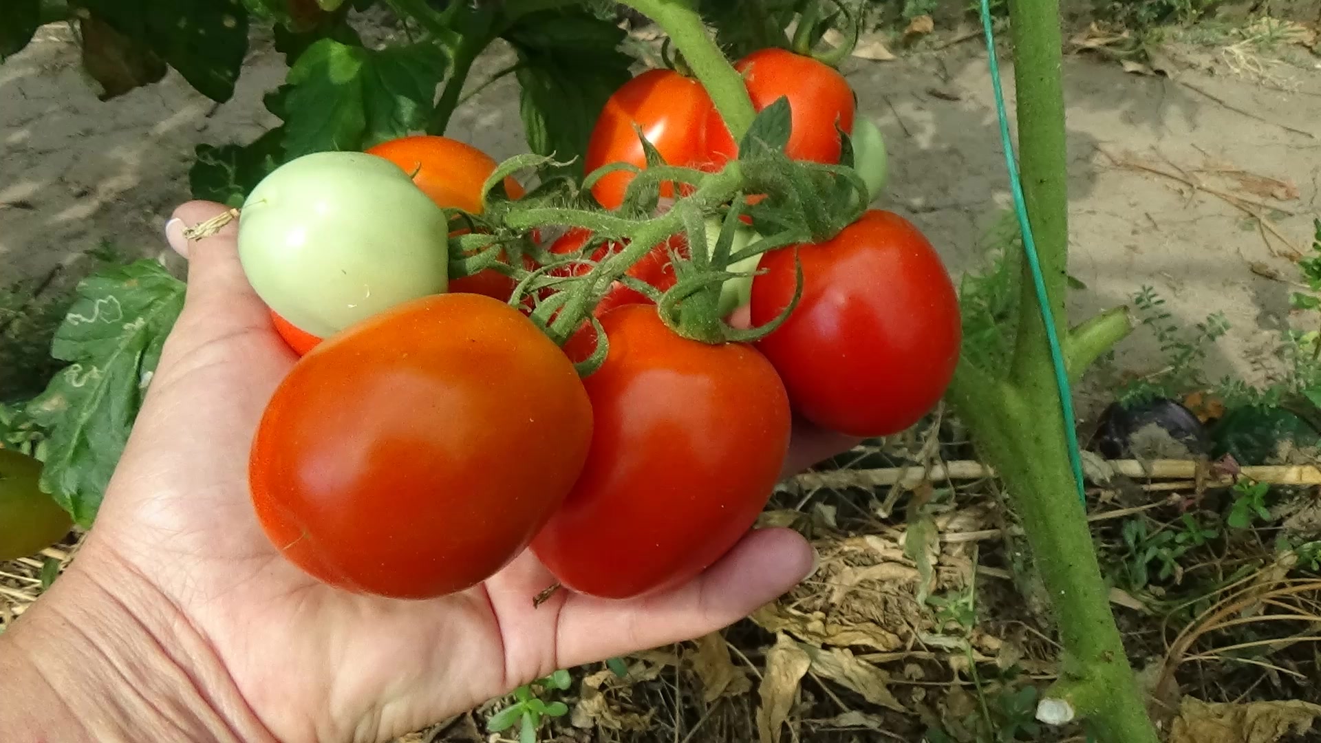Урожайность томата рио гранд