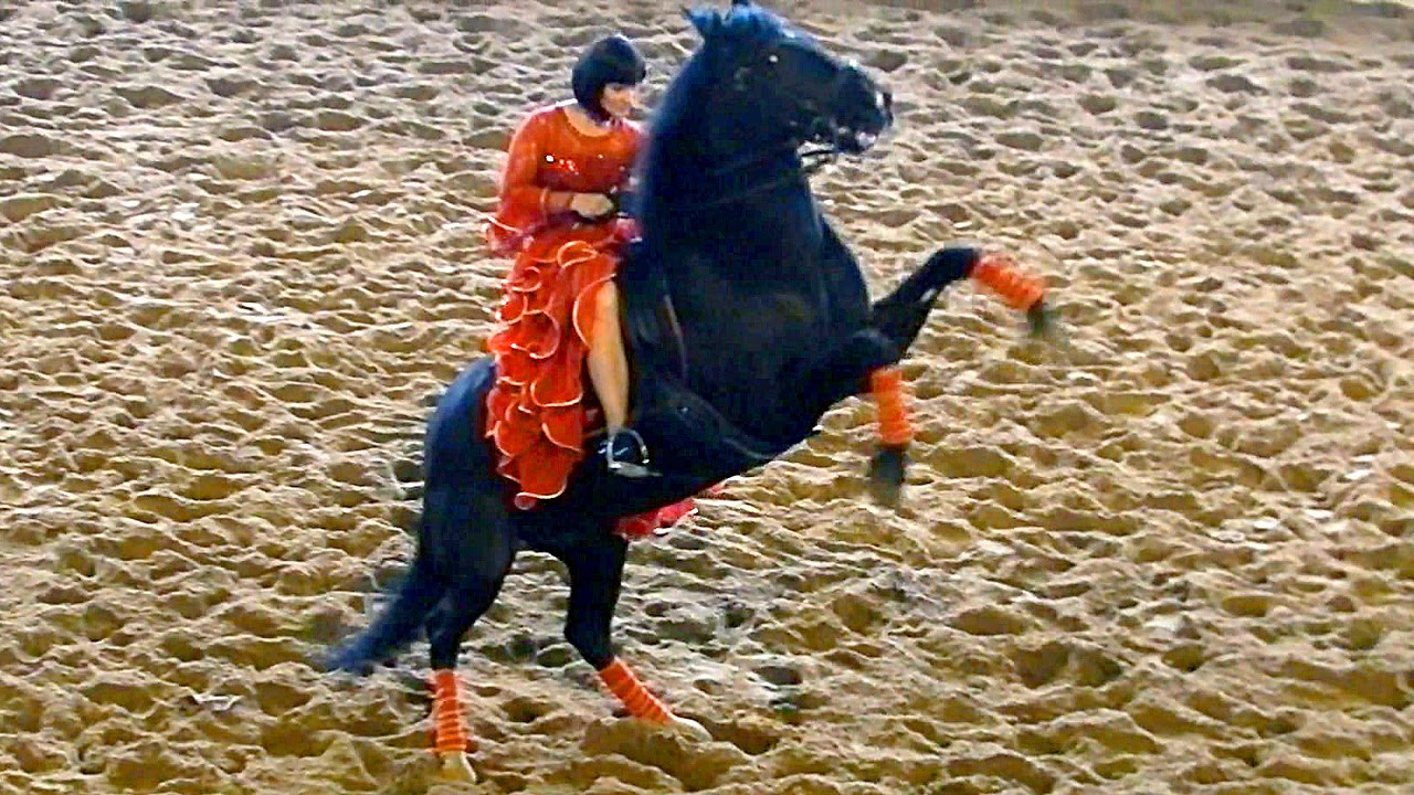 Красивая Танцующая Лошадь. Испанский Танец Верхом на Лошади. Красивые  Лошади Видео. Танцующие Лошади | Александра Лихачёва: Дизайн, Анимация,  Видеомонтаж | Дзен