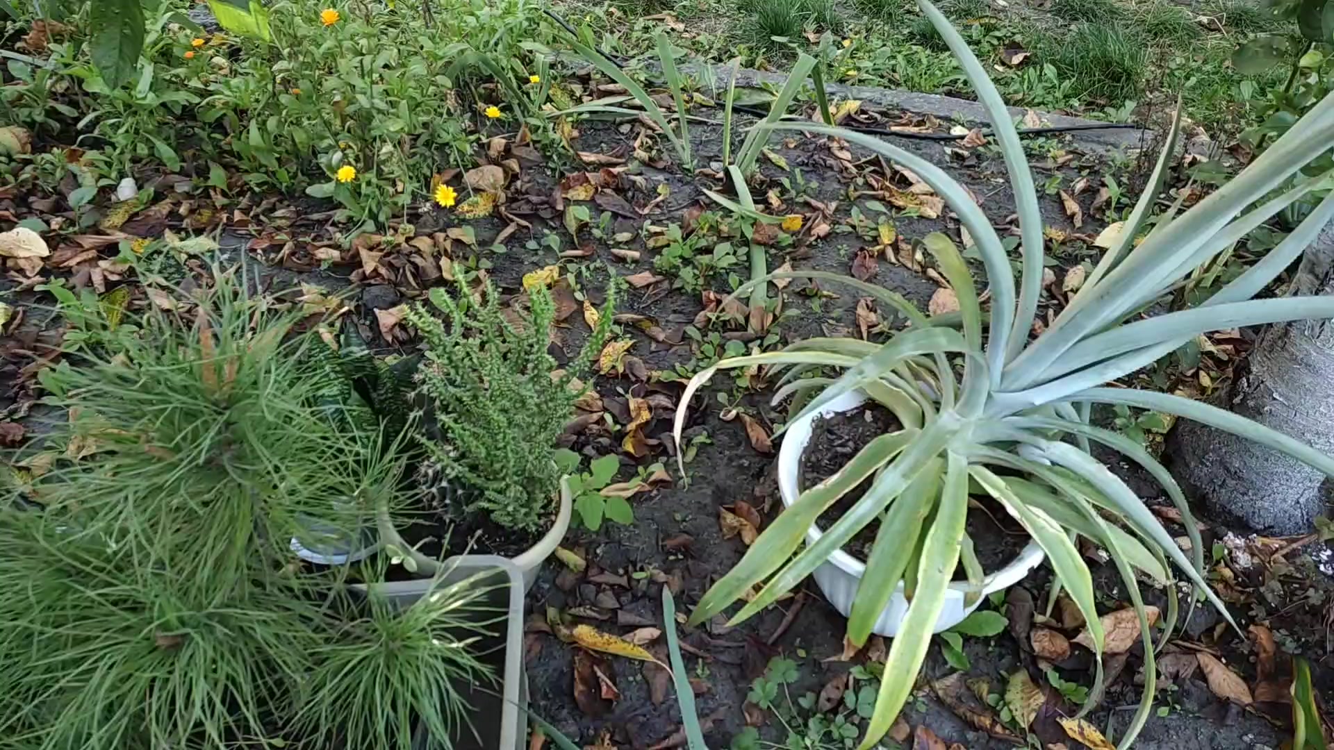 белый город переезд дзен последнее видео. программа дня города екб.