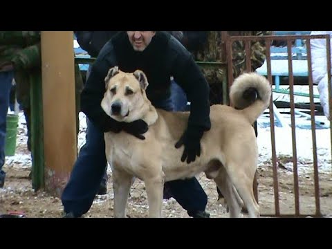 Собачьи бои кавказская овчарка алабай бой. Кавказский волкодав Гороч. Кавказский волкодав и алабай бой. Бойнак волкодав. Гороч чемпион Кавказа.