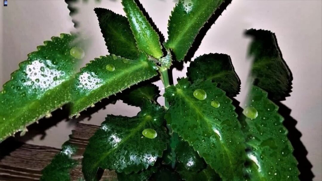 цветок каланхоэ каландива микс. каланхоэ каландива микс желтый. цветок доктор каланхоэ. каланхое «каландива» микс. каланхоэ каландива.