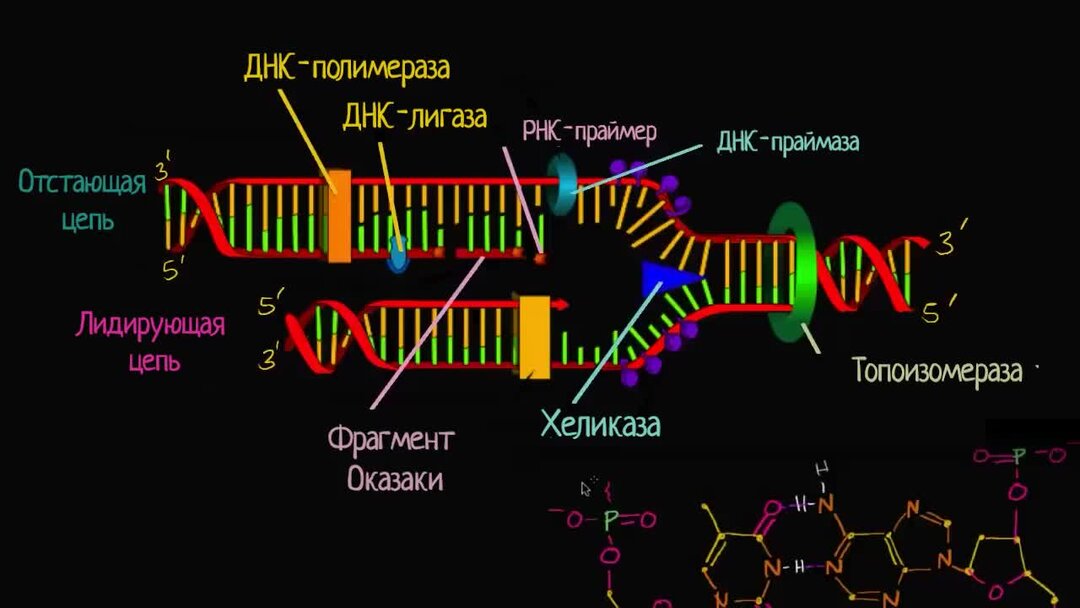 Лигаза в репликации. Лидирующая и отстающая цепь ДНК. ДНК хеликаза. Хеликаза в репликации. Лидирующая цепь и отстающая цепь.