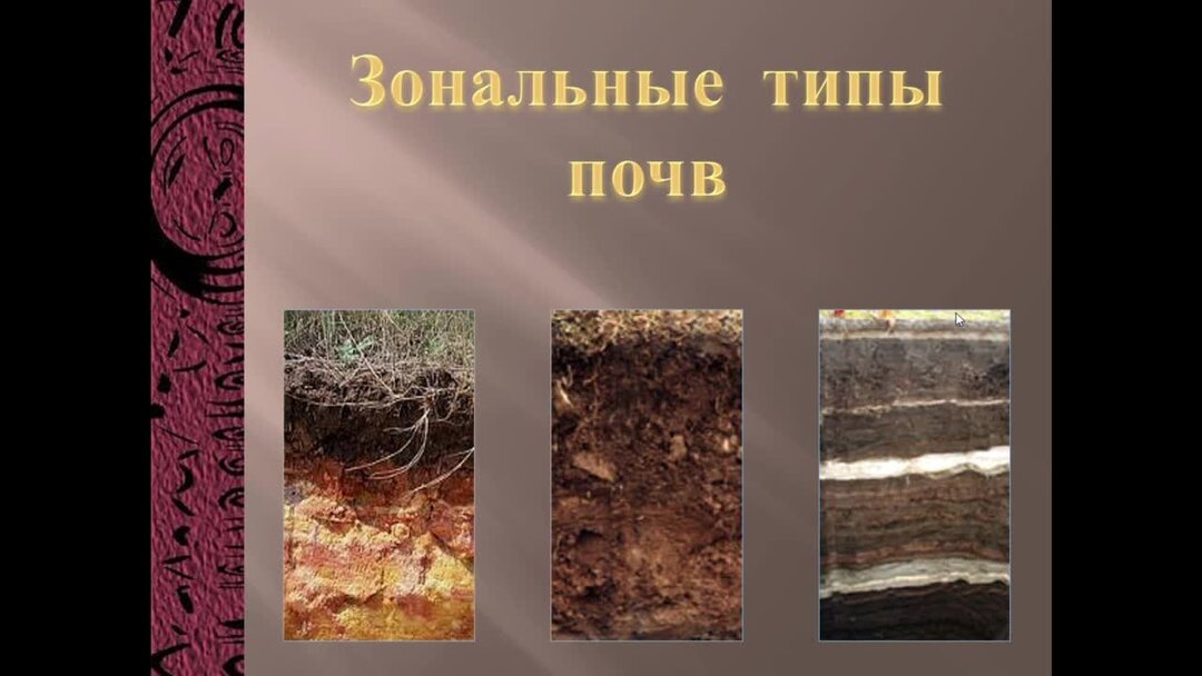 Какие почвы в петербурге. Почвы России презентация 8 класс.