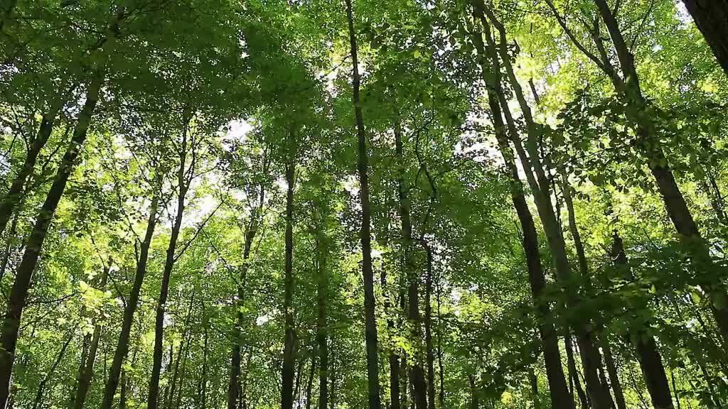 Шум леса без реклам. Windy Forest.