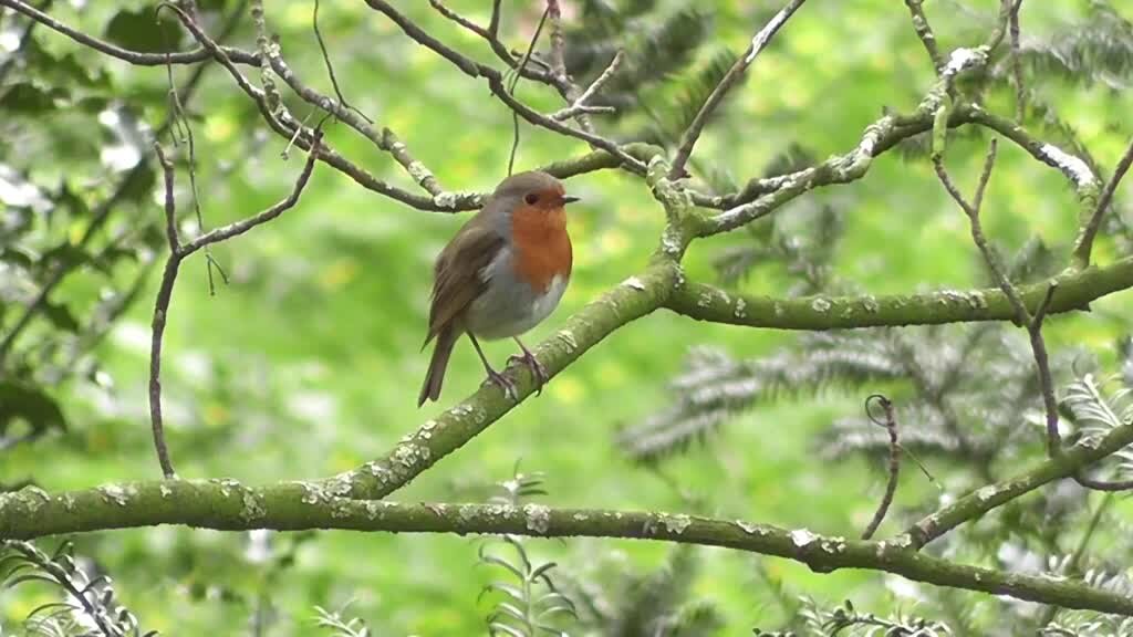 Robin Birds singing and Chirping : beautiful Bird Sounds and Bird Song.