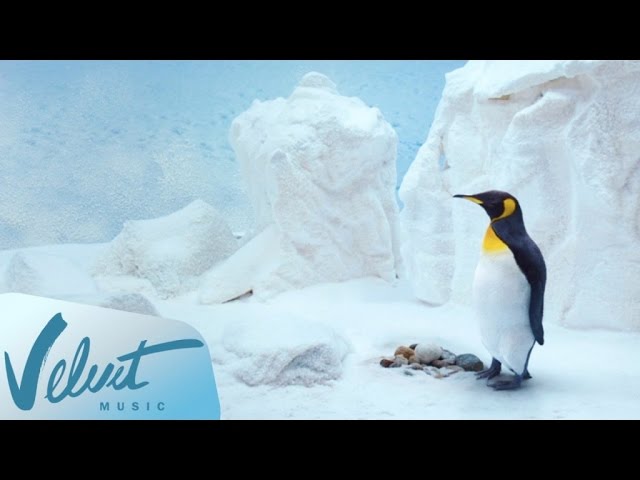 Елки 5 пингвин. Ёлка и илья лагутенко с любимыми не. Лагутенко песни 2021. С любимыми не расставайтесь — ёлка, илья лагутенко. Илья лагутенко и елка.