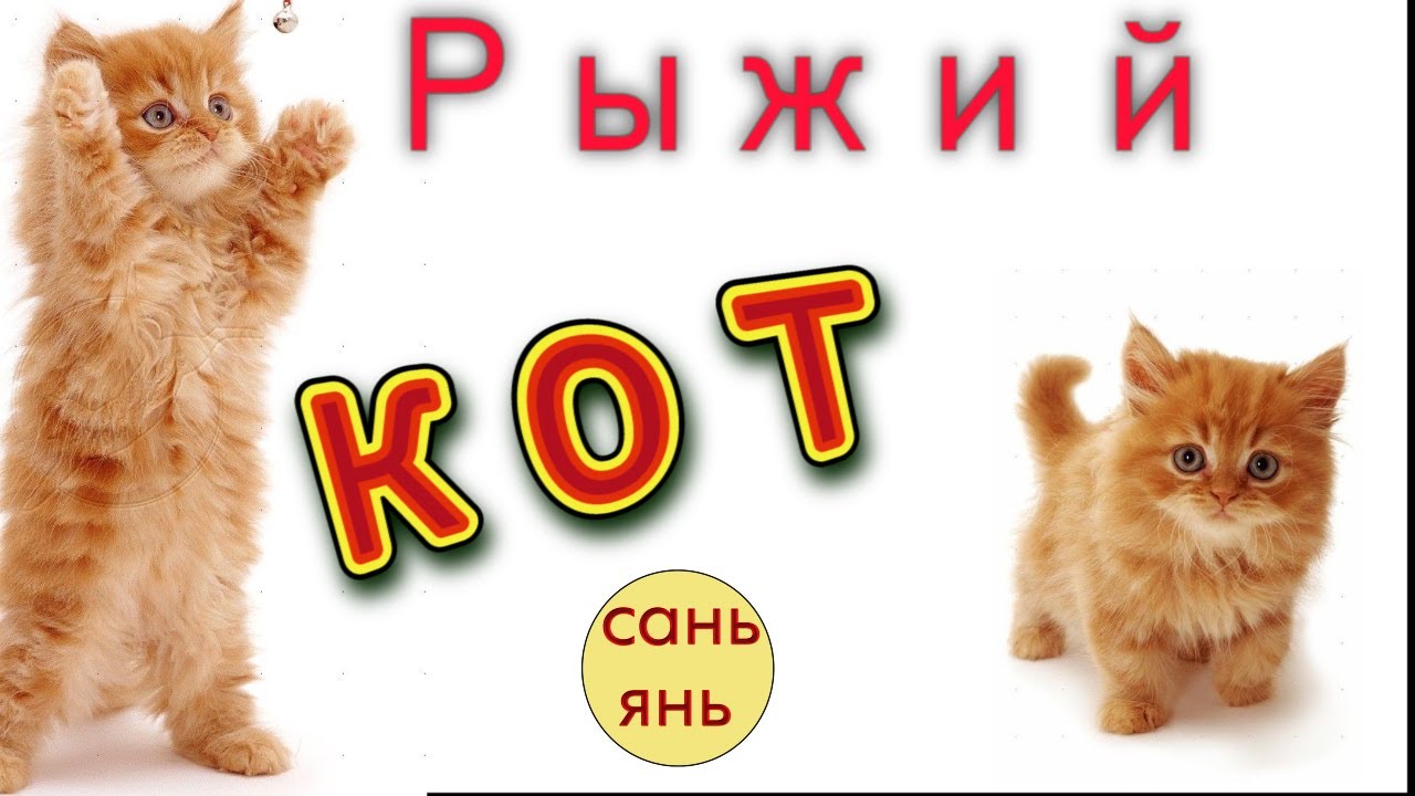 рыжий кот мурлыка. рыжий кот мурлыка. песенку рыжий кот. песенку рыжий кот. оранжевый кот рисунок.