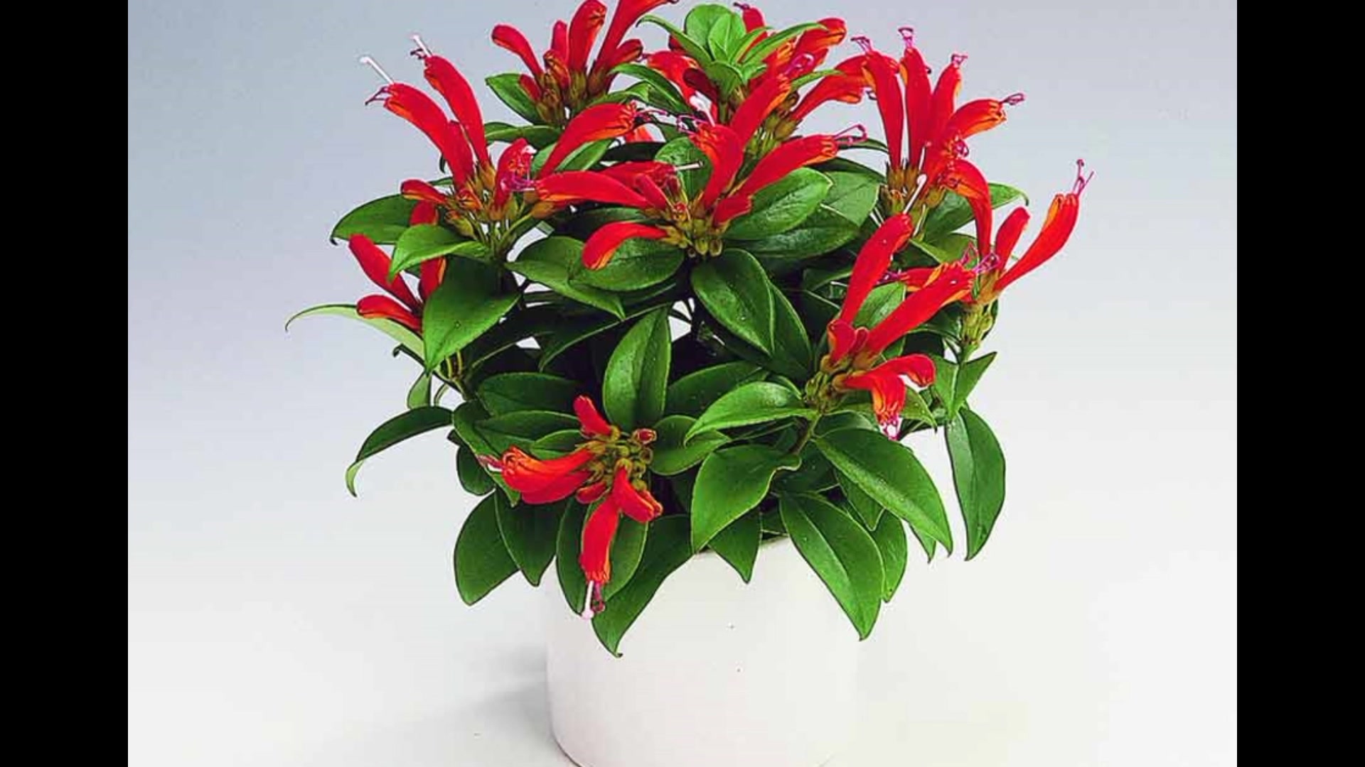 Красное комнатное растение фото. Эсхинантус цветок. Эсхинантус speciosus. Эсхинантус грандифлора.