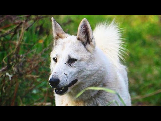 западносибирская лайка рыжая. хаски сэпполы порода. среднесибирская ездовая лайка. среднесибирская лайка. собака лайка чистокровная.