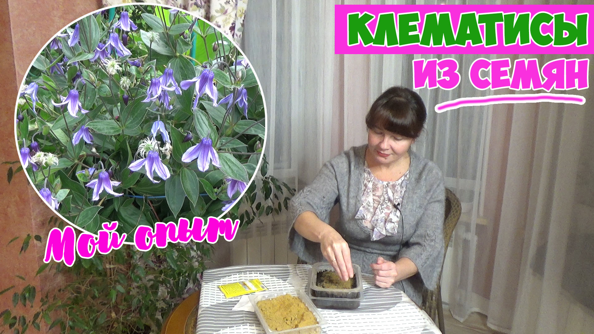 Когда сеют клематис. Как посеять клематис. Когда сеют клематис. Когда сеют клематис. Всходы клематиса цельнолистного.