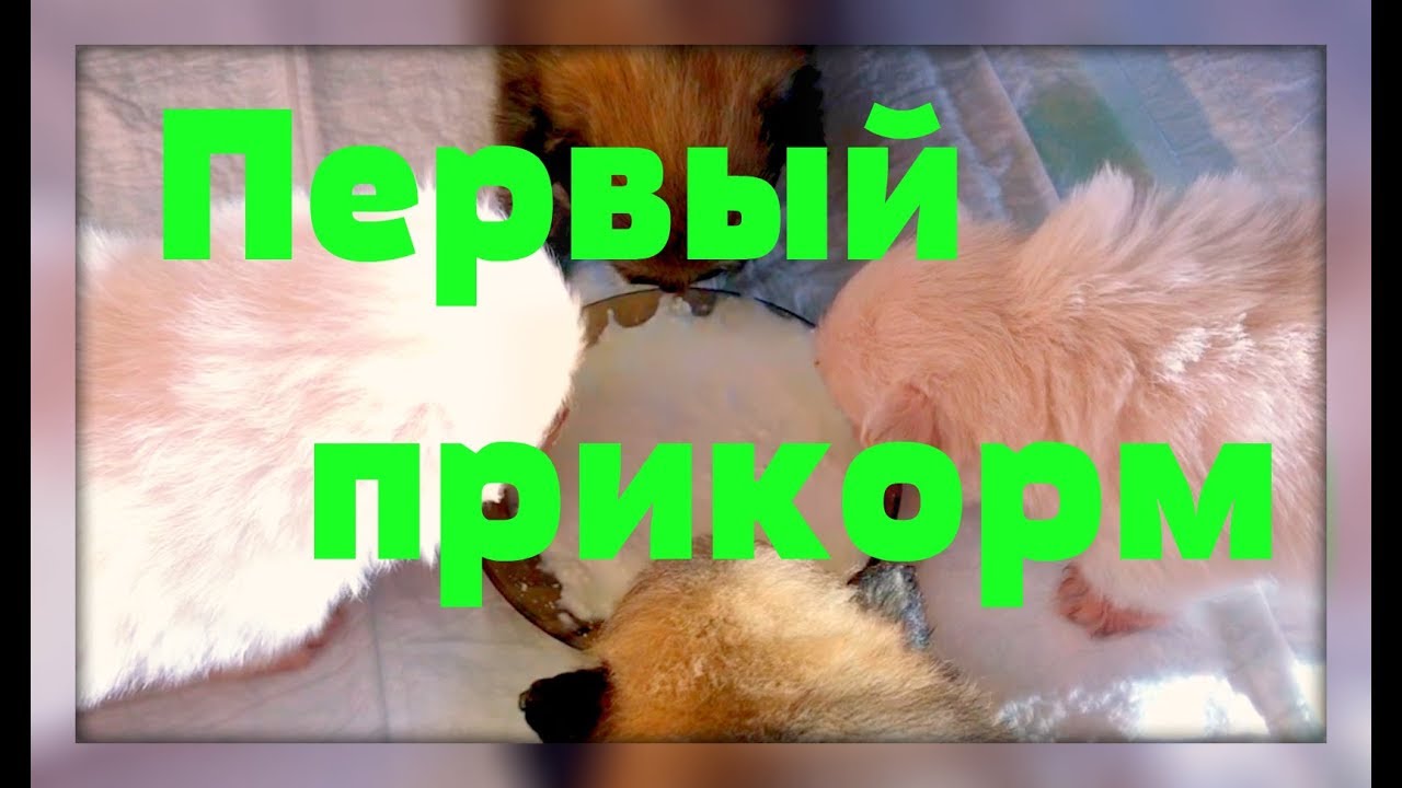 первый прикорм для щенков шпицев. питание шпица в 2 месяца померанского. щенки шпица 1 день. первый прикорм для щенков шпицев. первый прикорм щенков алабая.