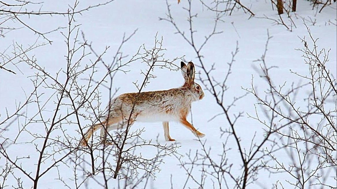 Охота лис на зайцев. Зимний заяц Русак охота. Охота с гончими на зайца 2019. Охота на зайца троплением по первому снегу.