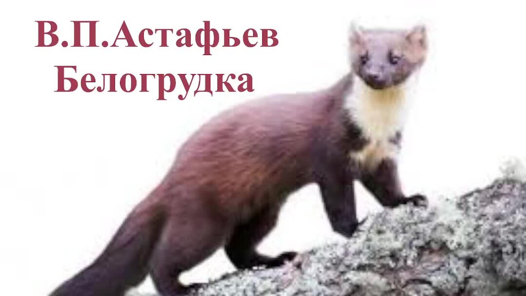 Кратчайшее содержание белогрудка. Белогрудка. медведь белогрудка в приморье.