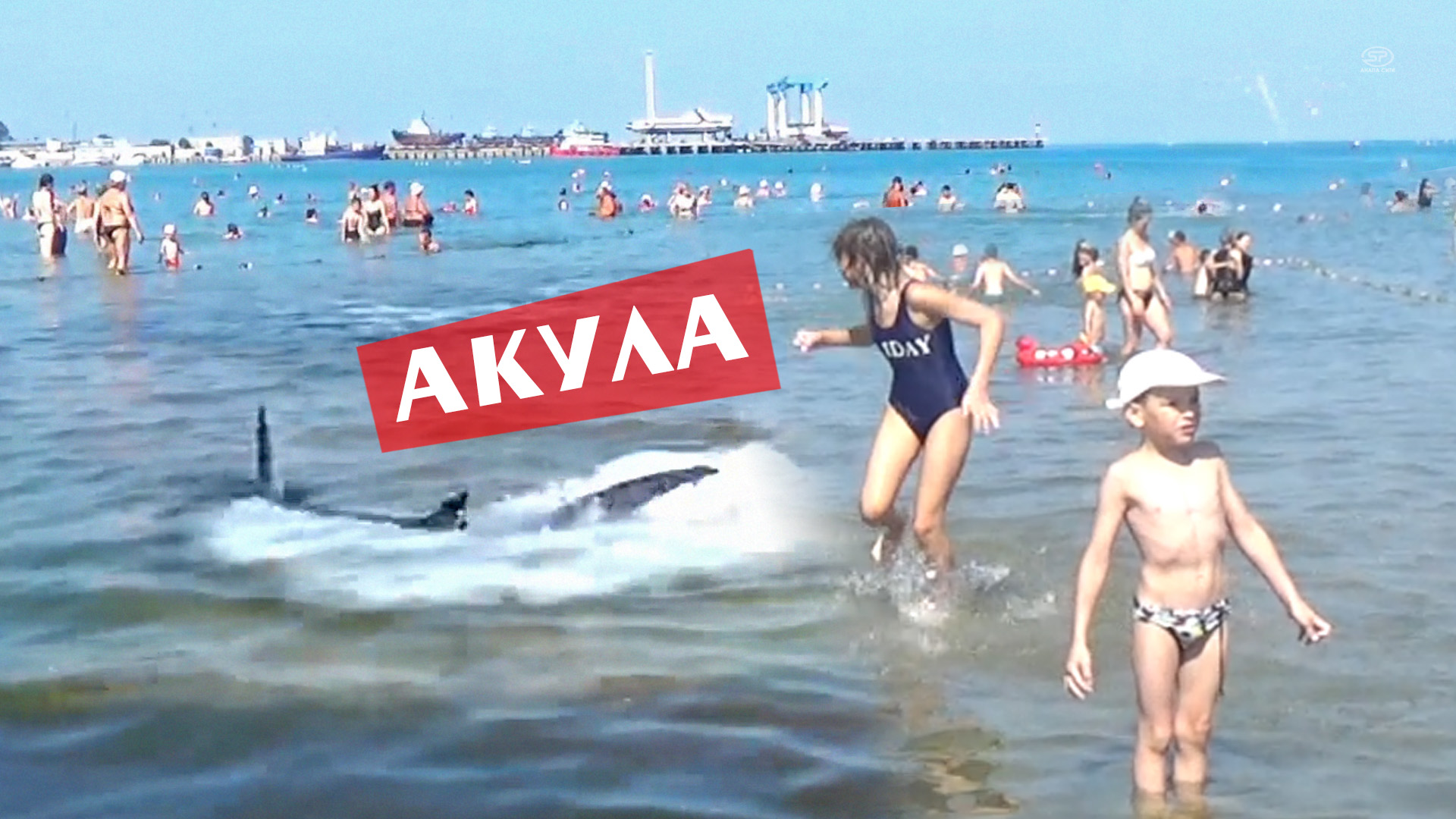 как акулы водятся в черном море