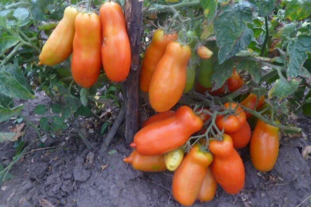 Сорт томатов жигало. Помидоры дрова описание фото. Томат дрова фото. Томат дрова. Помидоры дрова описание фото.