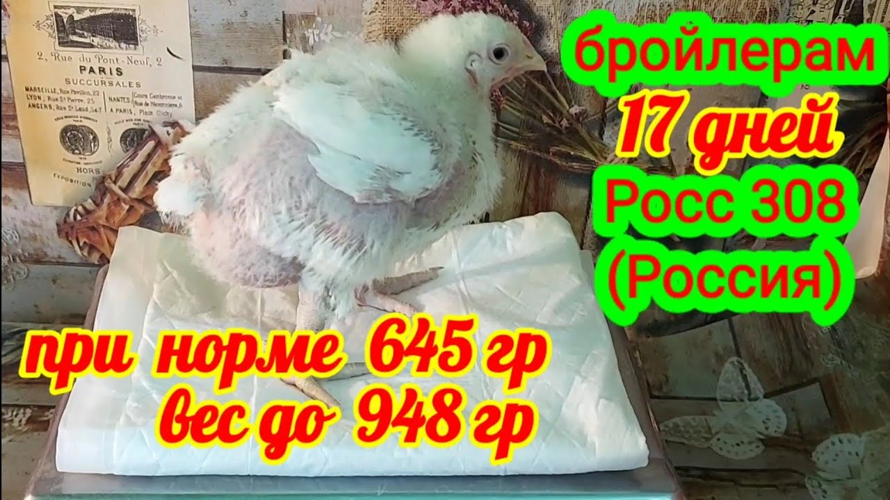 Рост росс 308. Бройлеры Росс 308 по дням. Ross 308 бройлеры. Вес бройлера Росс 308 по дням. Таблица корма для бройлеров Росс 308.