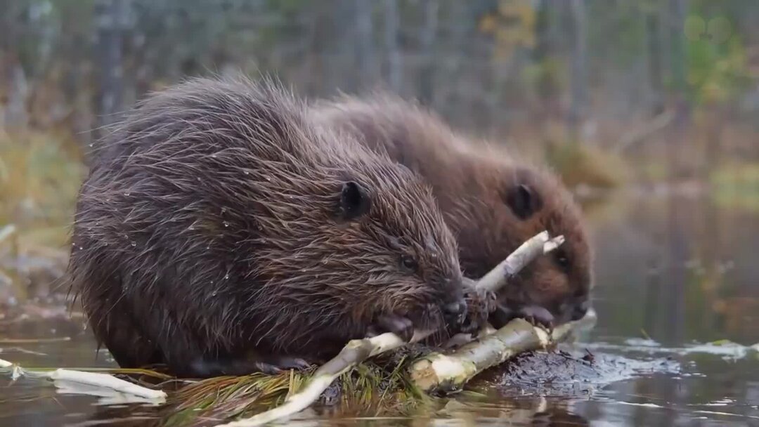 Бобры 71. Канадский Бобр (Castor canadensis). Бобр Речной обыкновенный. Речной Бобр фото. Маленькие бобрята.