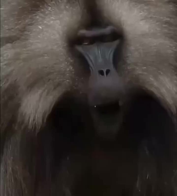 Scary baboon. Гелада Бабун. Обезьяны гелады