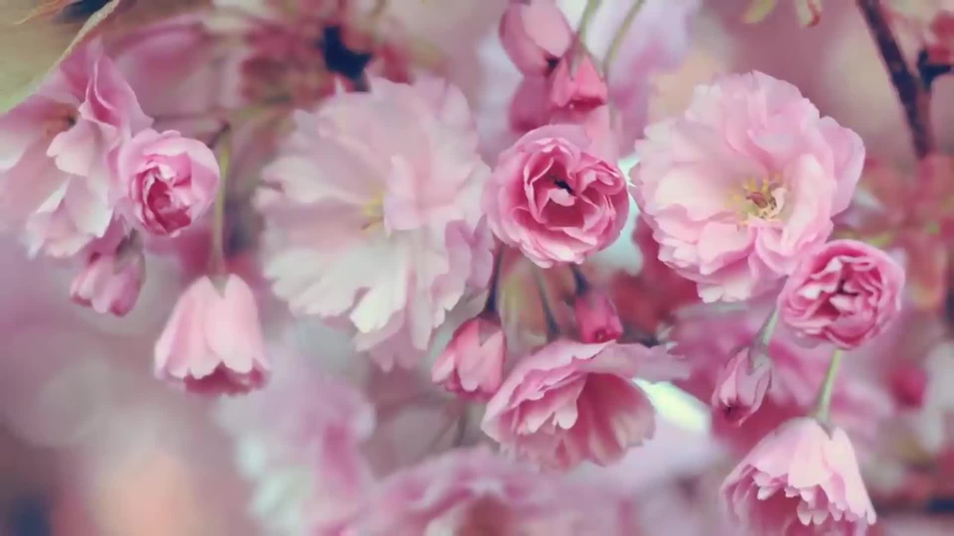 Весенние эстетичные обои. Пионы и Сакура. Нежные весенние цветы. Нежный цветок. Розовые цветы.