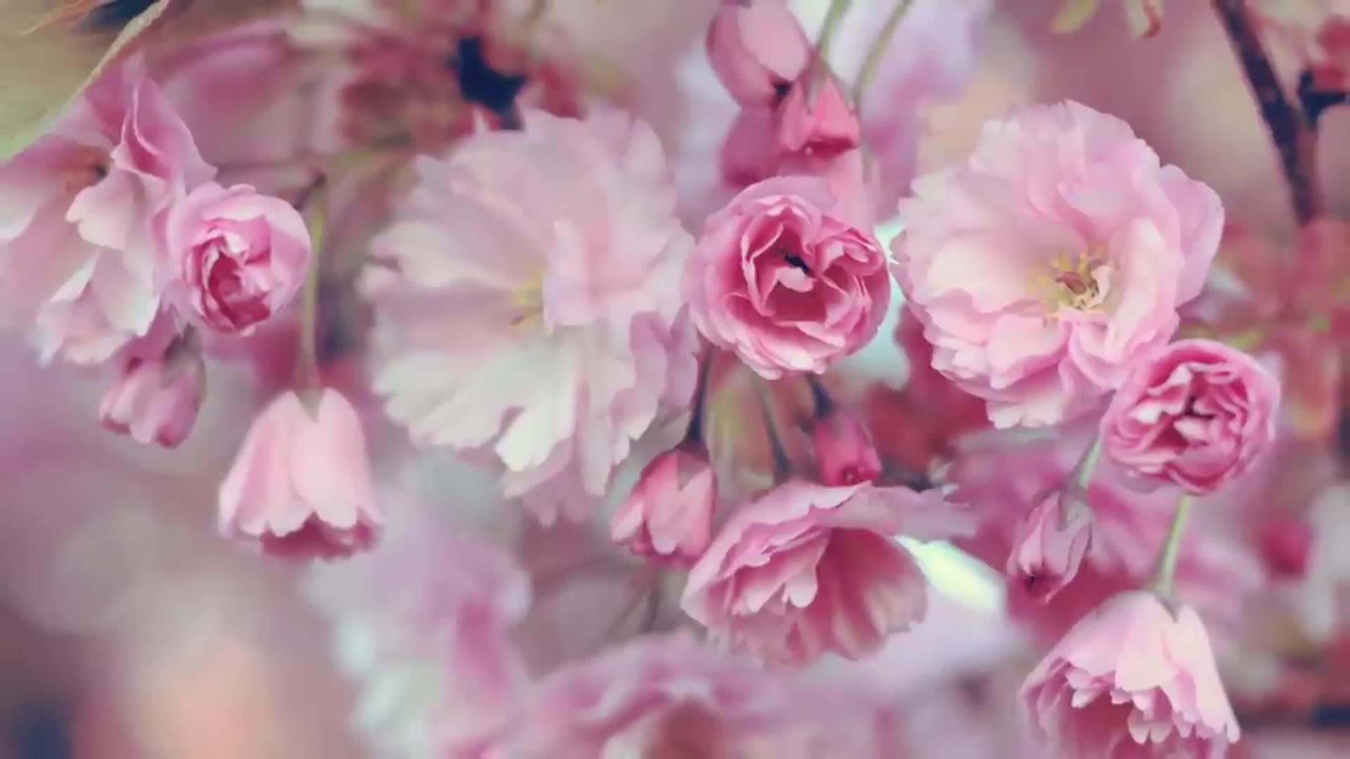 Flowers 1080p. Нежные весенние цветы. Розовые цветы. Нежно розовые цветы. Бледно розовые цветы.