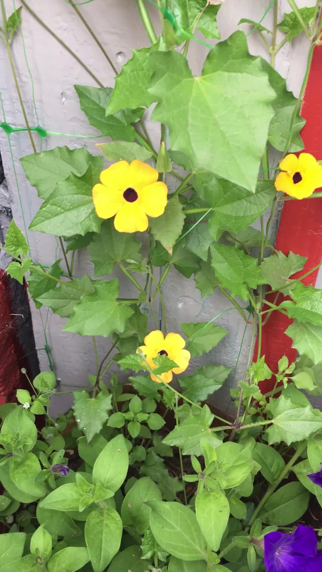 Thunbergia Black eyed Susan Red