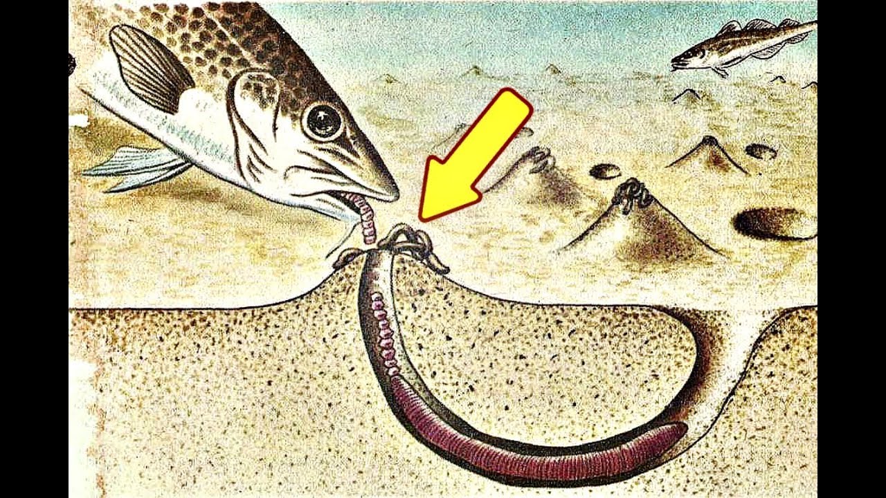 рыба ест червяков. рыба клюнула. рыба лунтик аксолотль. рыба ест червяков. рыба ест червяков.