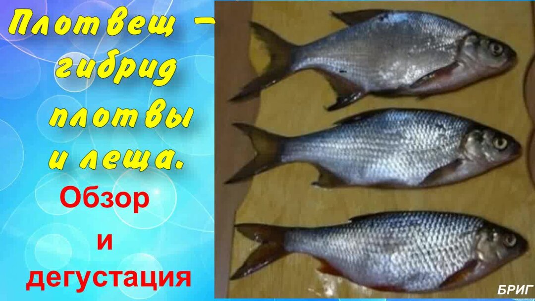 Как выглядит гибрид рыба Плотвещ - гибрид плотвы и леща . Обзор и дегустация . Будни Рыболова и Грибника 