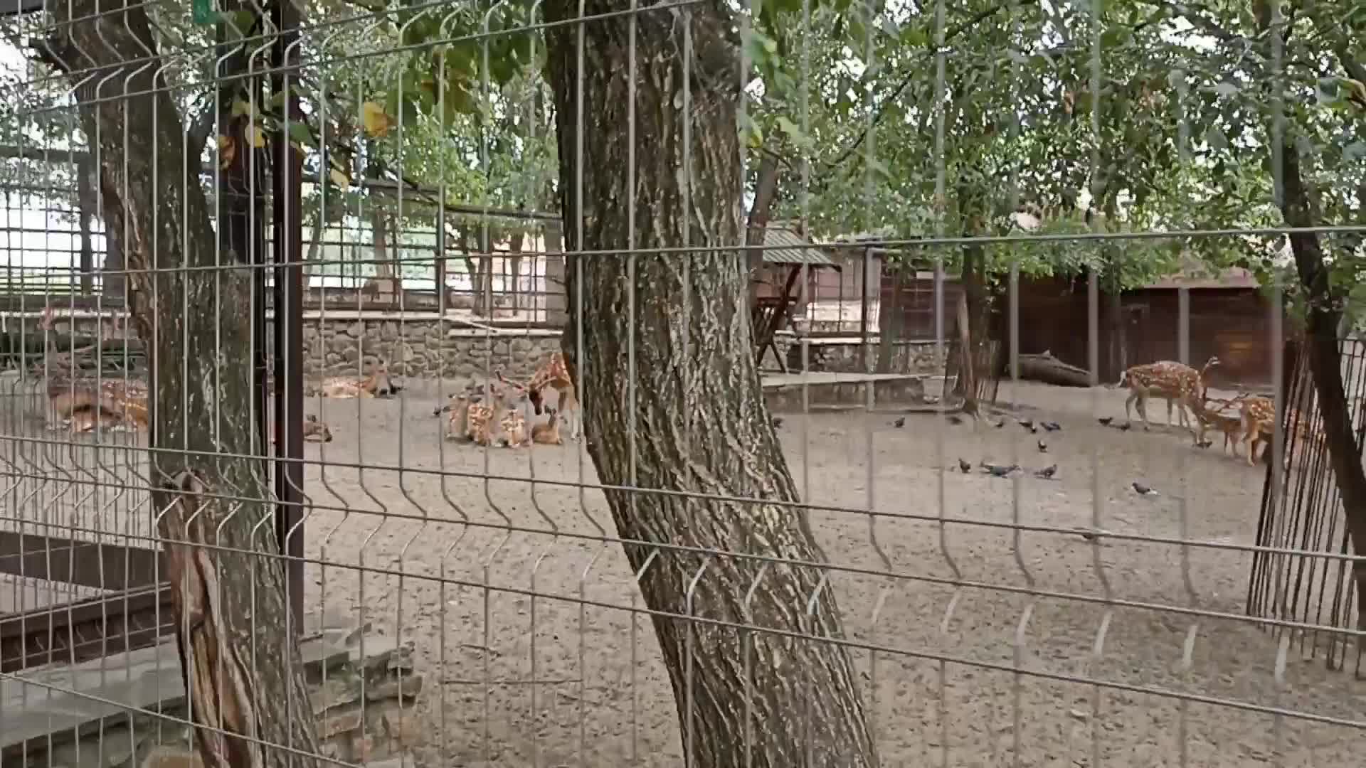 хозяин парка лога в старой станице