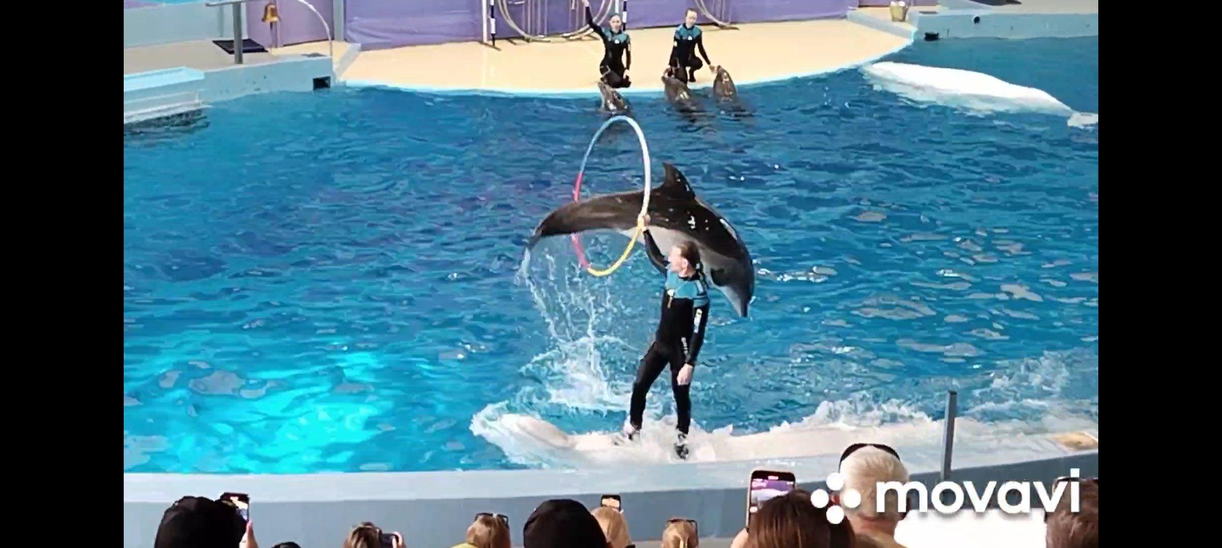 Москва дельфинарий 2023. Дельфинарий в москве на вднх. Большой сочинский дельфинарий. Москвариум на вднх шоу. Дельфинарий в москве на вднх.