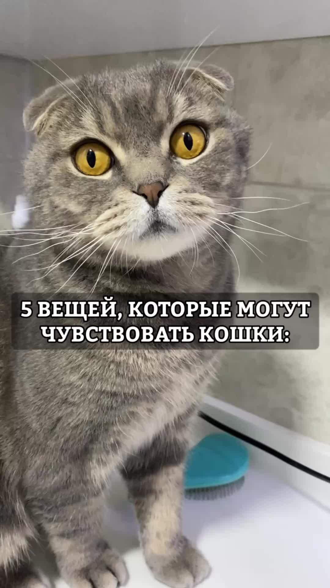 Ты нравишься маме кошкина. Кошкина мама. Мать Кошкиной.