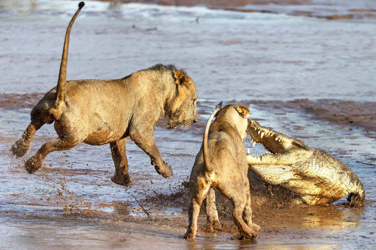 Лев атакует. Нильский крокодил против слона. Нильский крокодил и Лев.