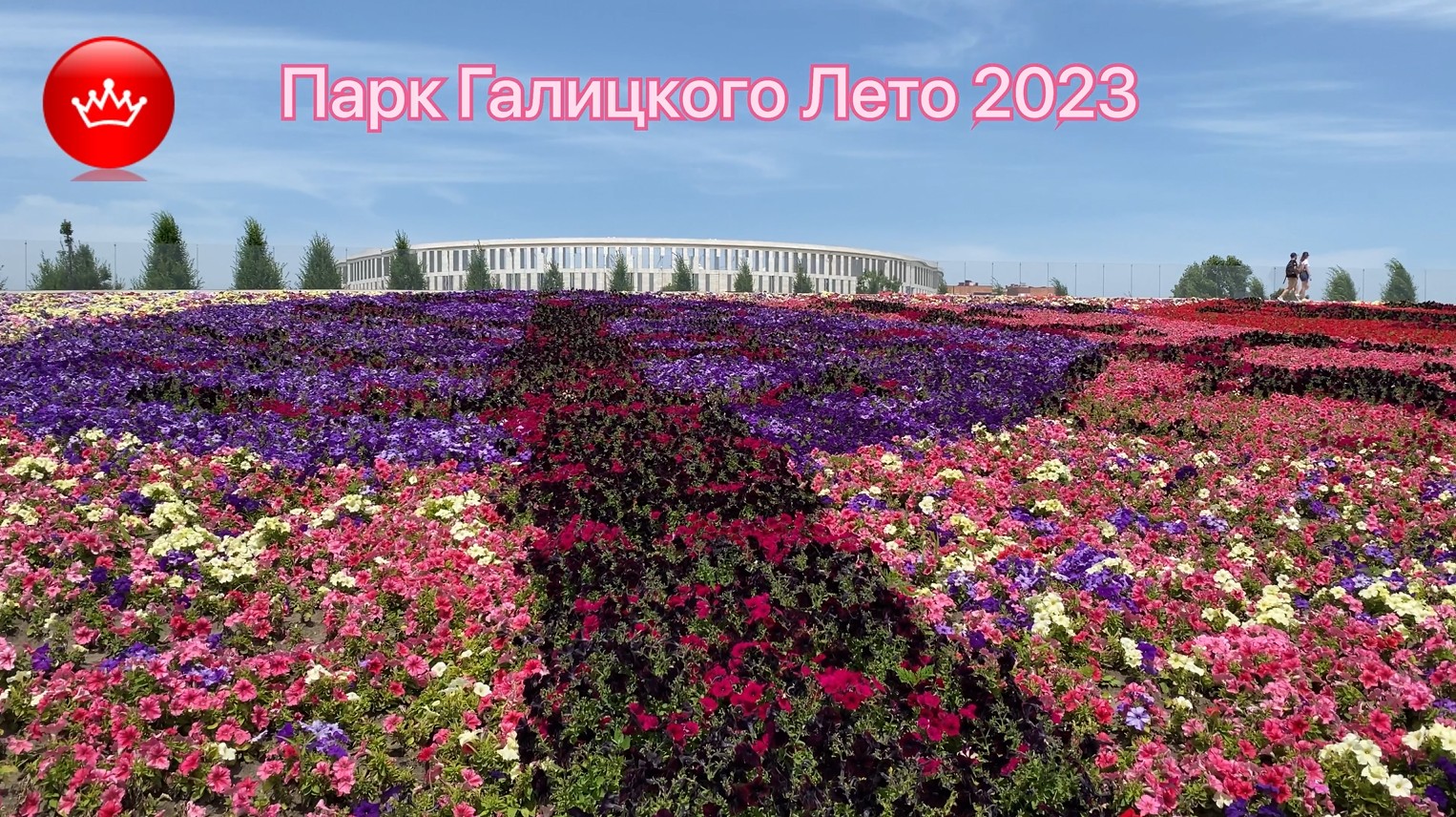 араукария в парке галицкого