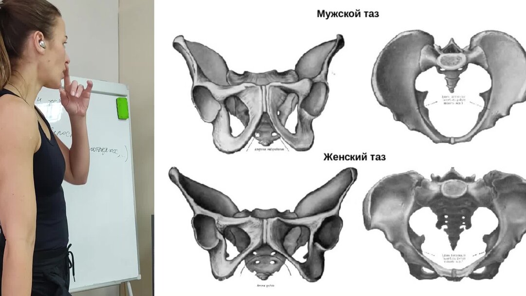 анатомия костей малого таза женщины. кости таза половые отличия. мужской и женский таз анатомия. различия в строении таза. мужской и женский таз анатомия.