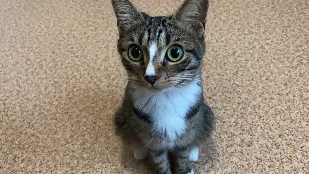 Кошка мяу. Мяу мяу мяу. Мяу мяу мяу мяу мяу мяу мяу мяу мяу мяу. Детка ты такая мяу. Мяу картинки прикольные.