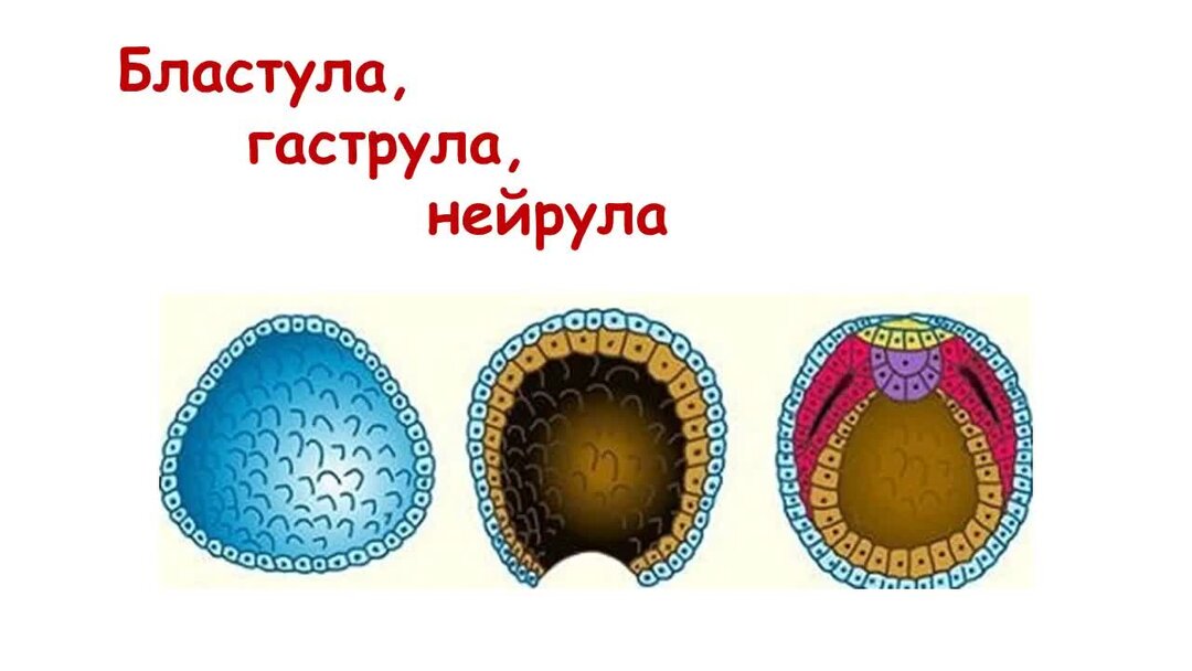 Как называется стадия развития зародыша изображенная на рисунке бластула гаструла нейрула морула