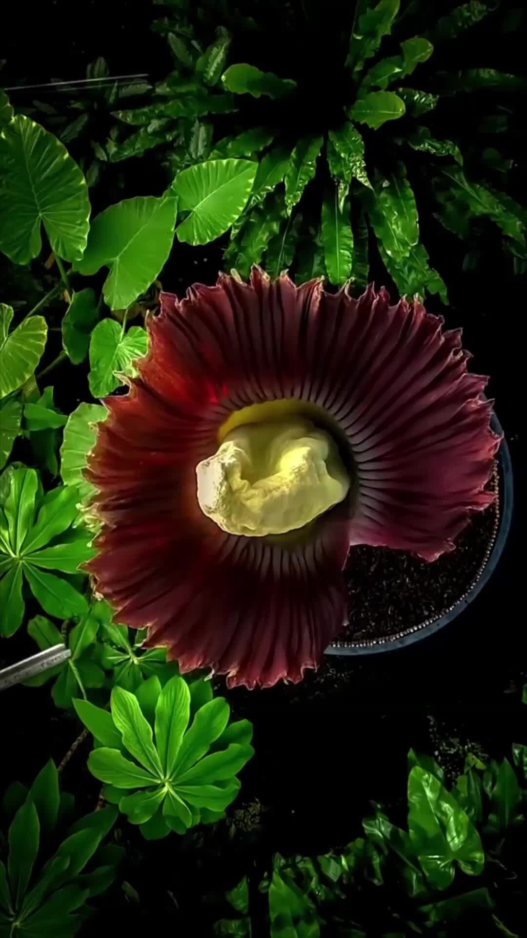 Книга растений | Аморфофаллус титанический: цветок, который выглядит пошло  и пахнет тухлым мясом | Дзен
