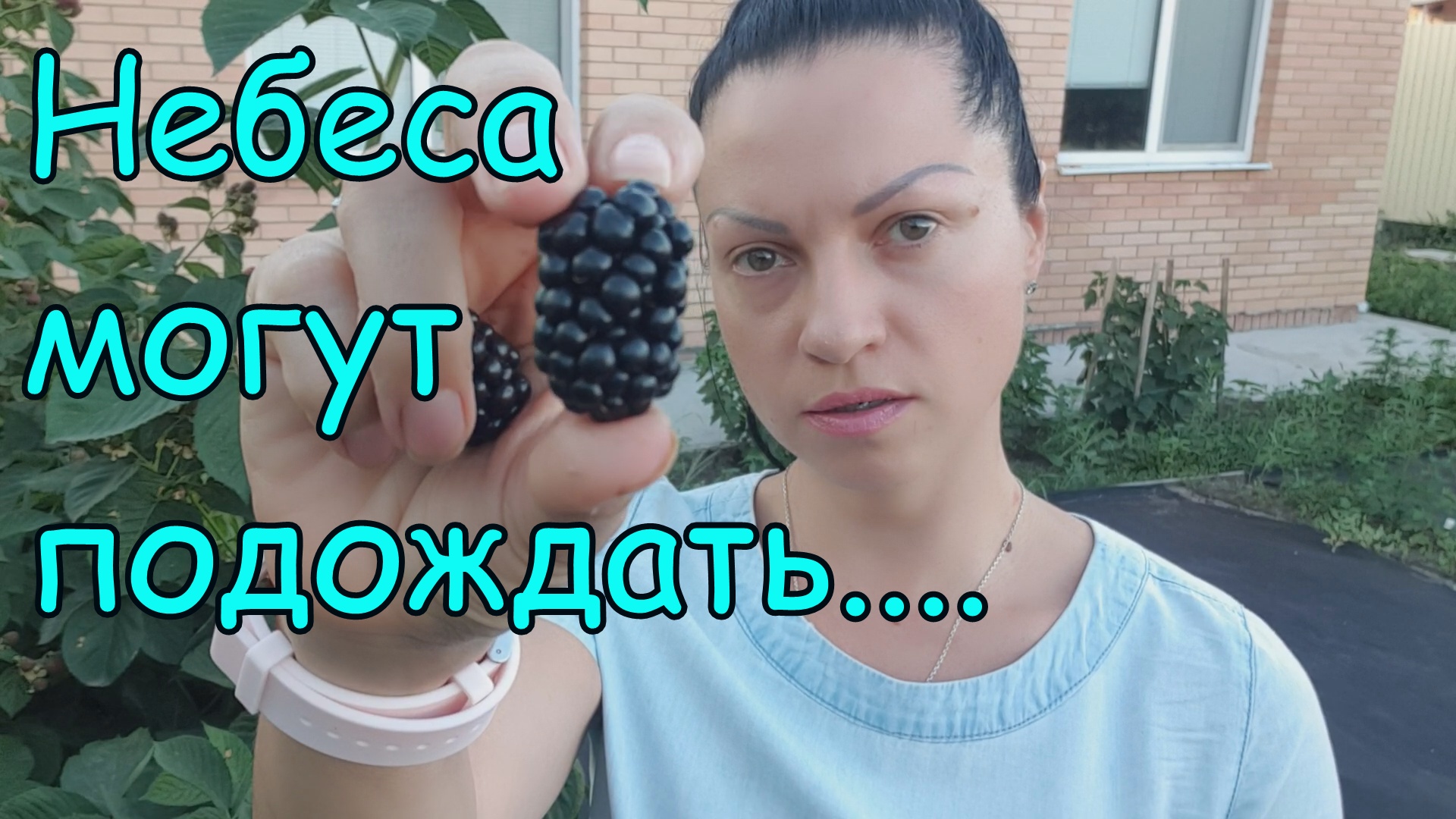 Ежевика ТВ